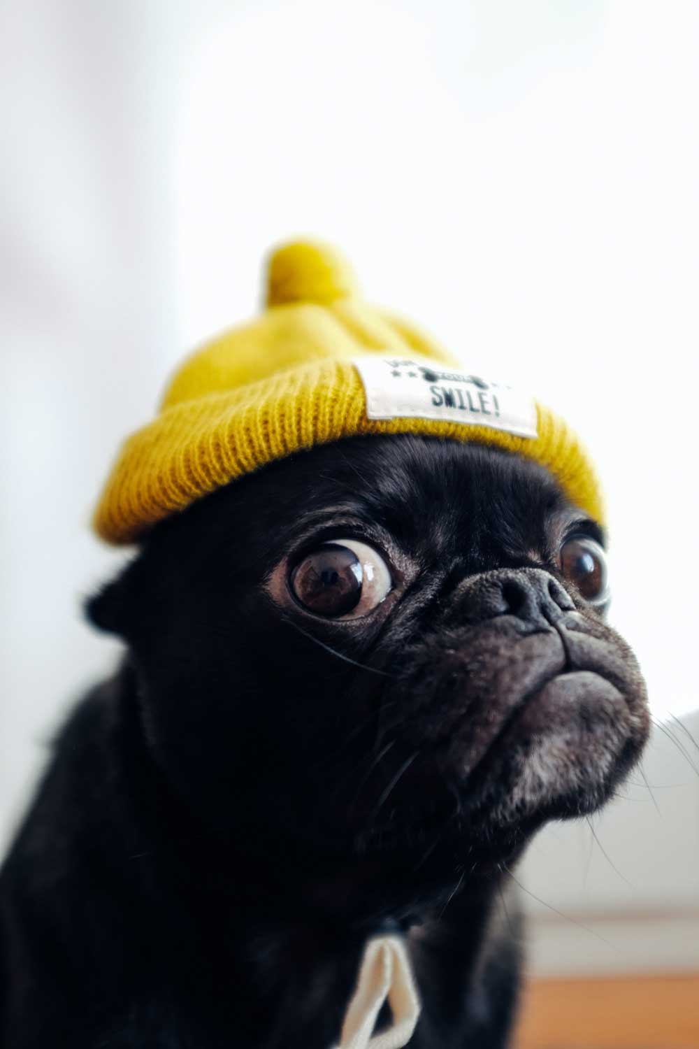 Dog in Tiny Hat